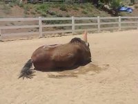 Motus le cheval