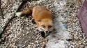 Renard fou