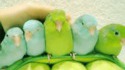 Petites perruches