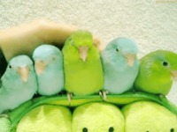 Petites perruches