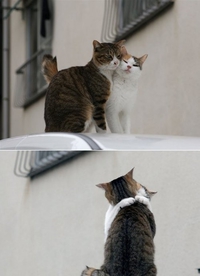 Un beau petit couple
