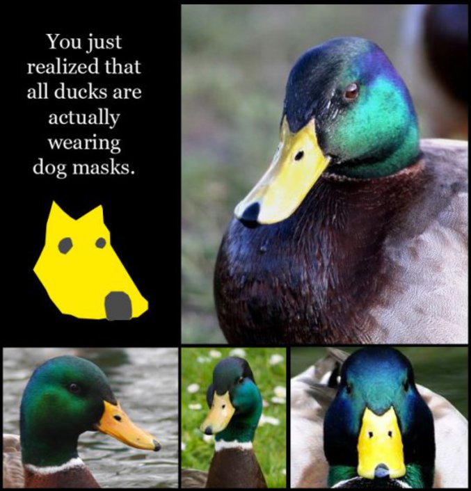 Tout les canards portent un masque de chien !