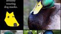 Canards déguisés