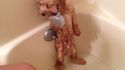 Le bain du chien