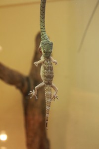 Glups