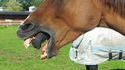 Cheval alien