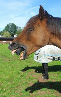 Cheval alien