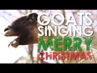Joyeux Noël des chèvres
