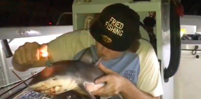 Ce pêcheur australien a transformé ce requin en bang !