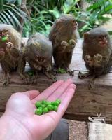 Avez-vous déjà vu des Ouistiti pygmée manger ?