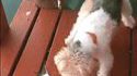 Plouf le chien