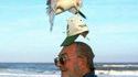 Mouette voleuse