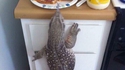 Miam