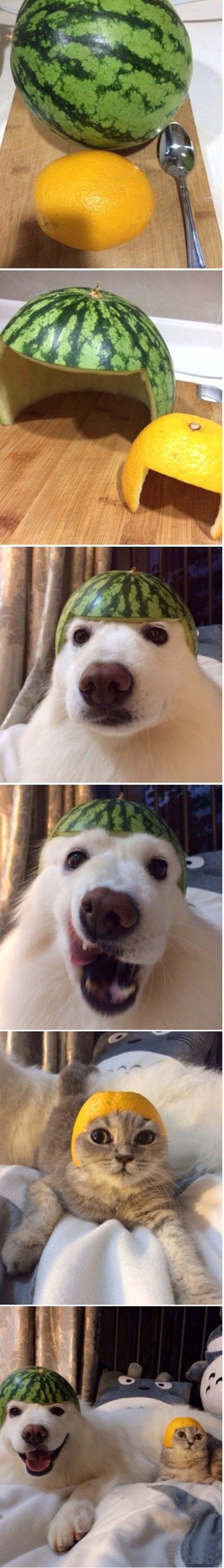 Un chapeau pour chien et chat