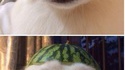 Un chapeau pour chien et chat