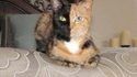Drôle de chat