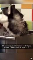 Un chien torturé 