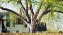 Arbre découpé