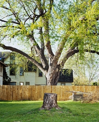 Arbre découpé