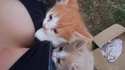 Trois chatons