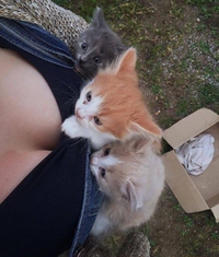 Trois chatons