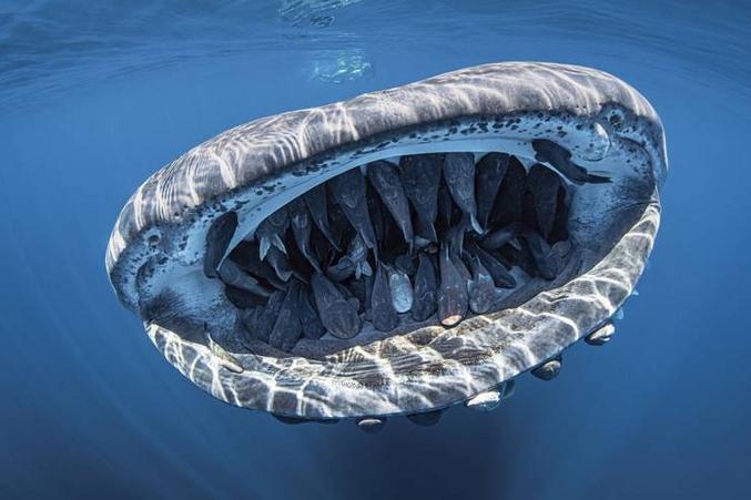 Des rémoras se reposent dans la gueule d'un requin baleine
(qui ne mange que du plancton et du krill)