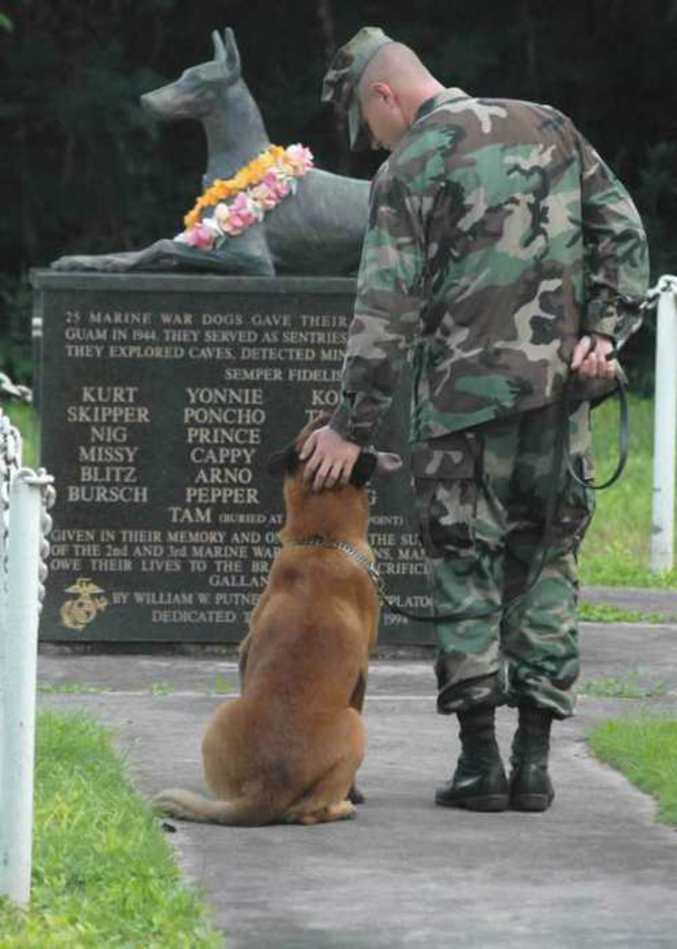 Même les chiens à l'armée ont leurs monuments aux morts.