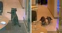 2 raton-laveurs sur un casse en Californie