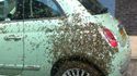 Voiture ruche