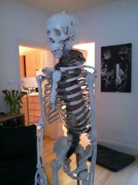 Un chat dans un thorax humain