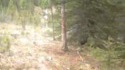 Orgie d'ours sur un arbre