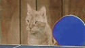 Ping-pong entre chats