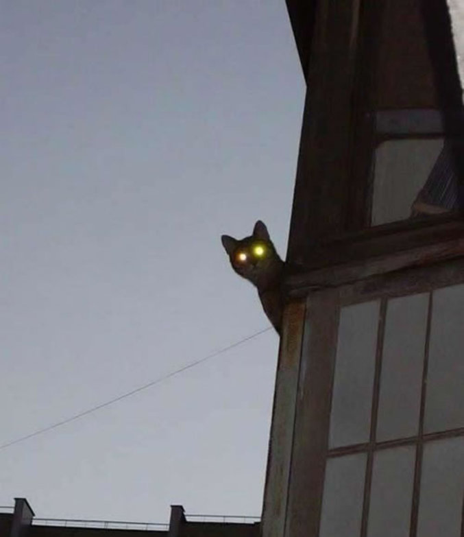 Un chat qui vous a à l'oeil