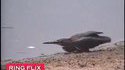 Oiseau pêcheur