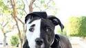 On a retrouvé le chien de Double-face