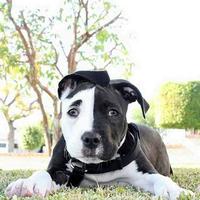 On a retrouvé le chien de Double-face