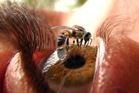 Une abeille sur l'oeil