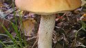 M. Champignon