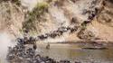 Des gnous traversent la rivière Mara au Kenya