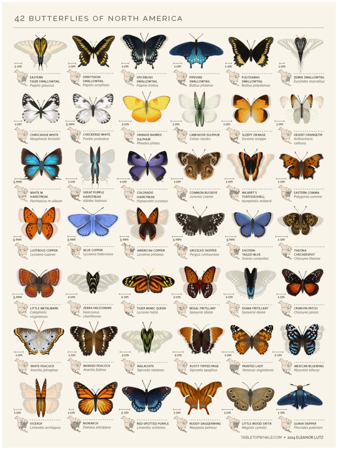 42 papillons d'Amérique du Nord