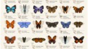 42 papillons d'Amérique du Nord