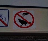 Ne pas assaisonner les pigeons