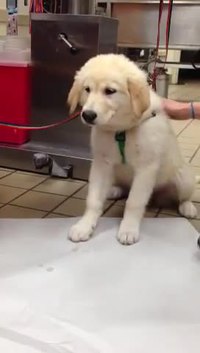 Un chiot vomit un requin