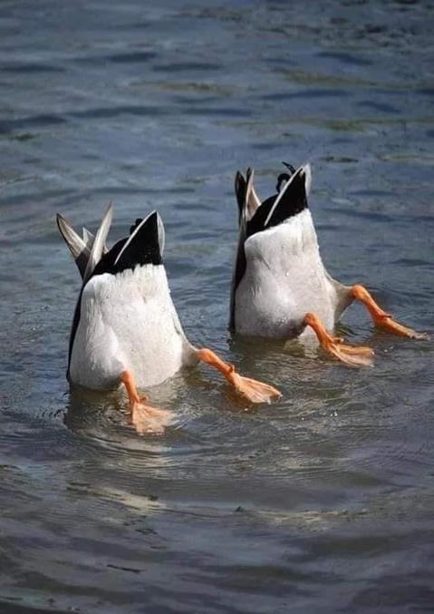 J'ai acheté une place pour les épreuves de natation synchronisée sur le site JO-rouette.com... J'ai été très déçu !
Ne vous faites pas avoir, c'est une arnaque !
