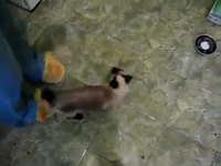 Spider Cat