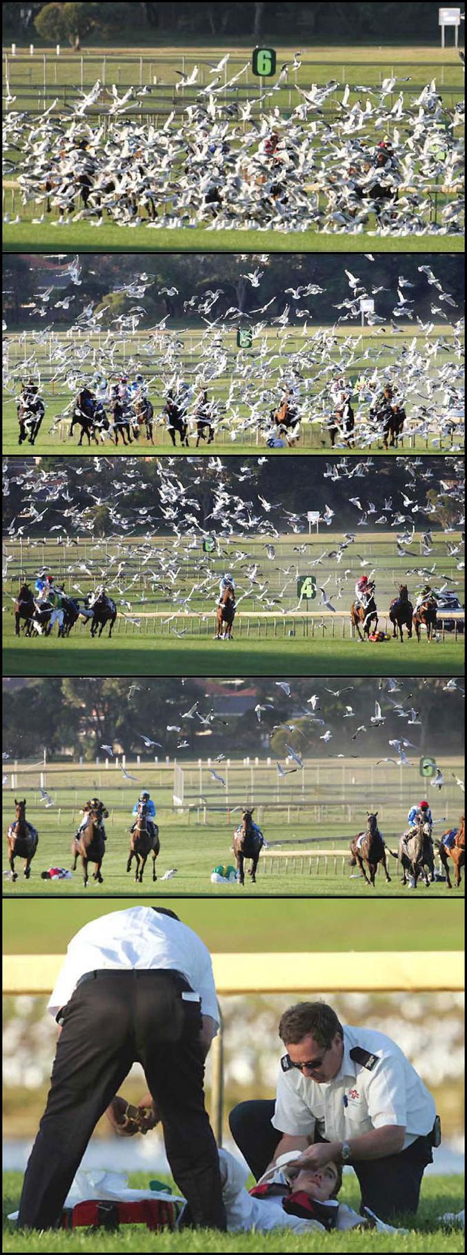 Un nuage d'oiseaux attaques des chevaux et leur cavalier.