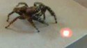 Animaux Vs. Pointeur laser 