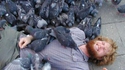 pigeons sur un homme