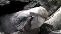 Loutre jongleuse 2