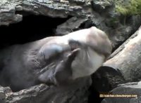 Loutre jongleuse 2
